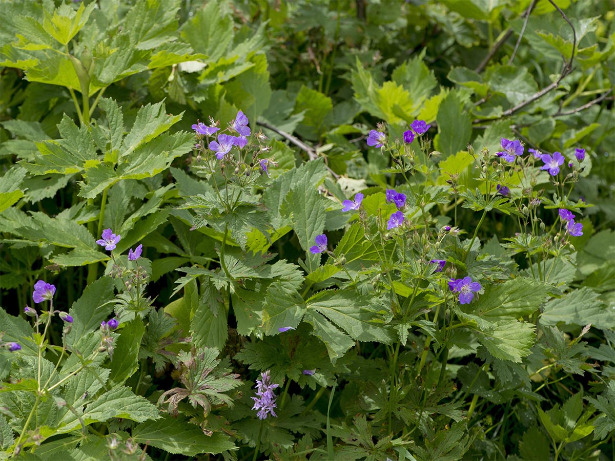 Geranium sylvaticum